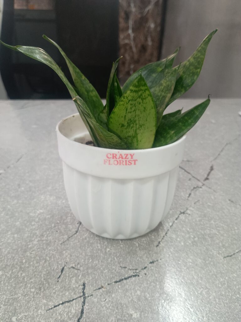 Image #1 from TARKESH JI