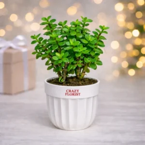 jade plant