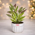 Nagdon Plant in 4" White Pot