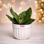 Snake Plant (Oxygen Plant) -Air Purifier in 4" white pot