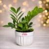 ZZ Plant | Air Purifier with 4" White Pot