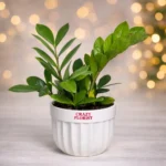 ZZ Plant | Air Purifier with 4" White Pot