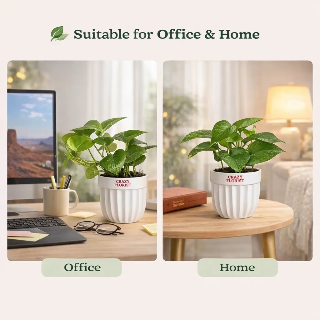 Green Money Plant with 4" White Pot - Image 3