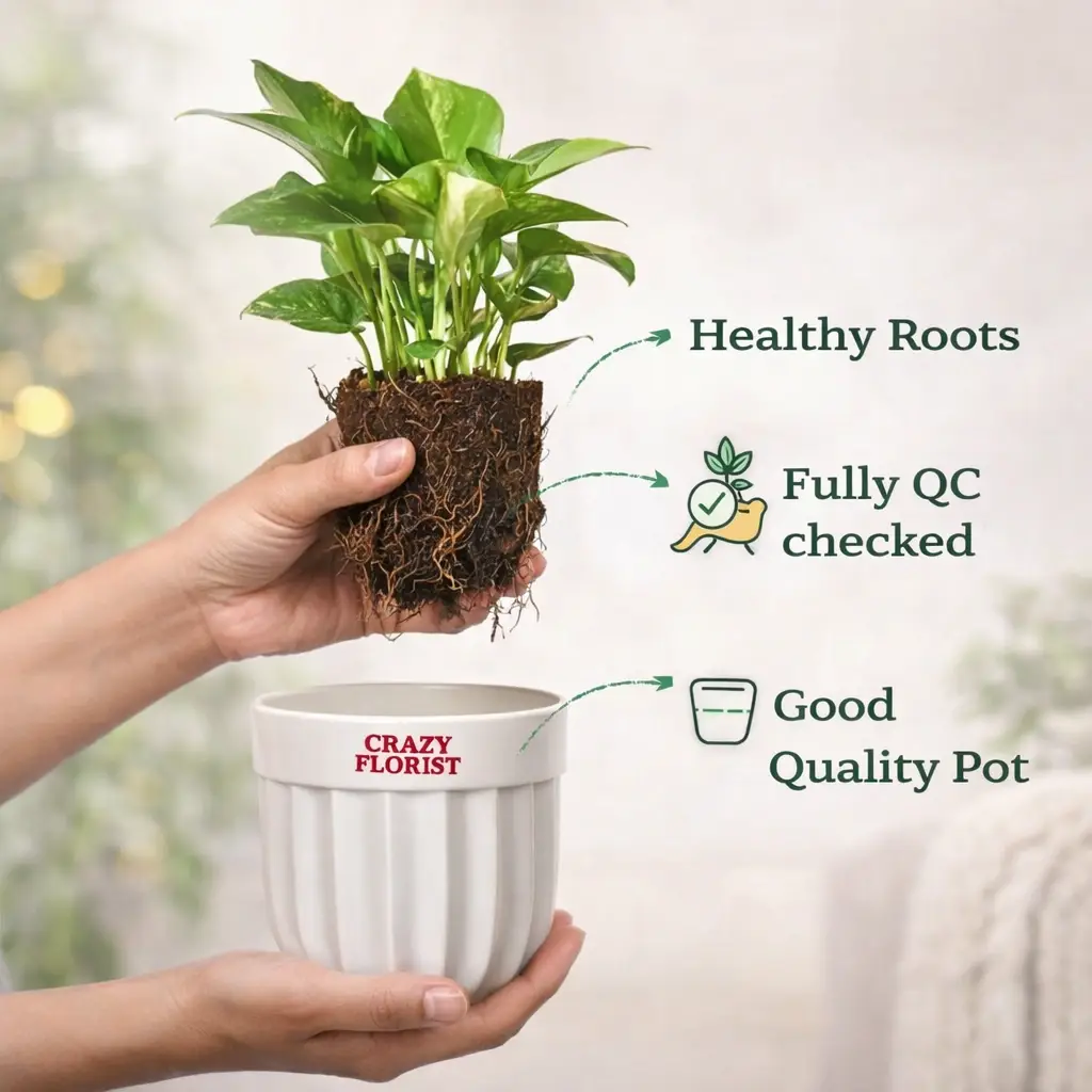 crazy florist money plant roots