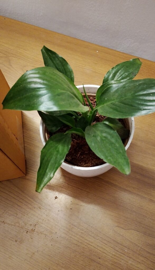 Image #1 from Tammana Aggarwal